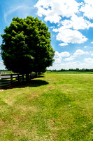 Sugar Maple Acer Saccharum South Union Shaker Village