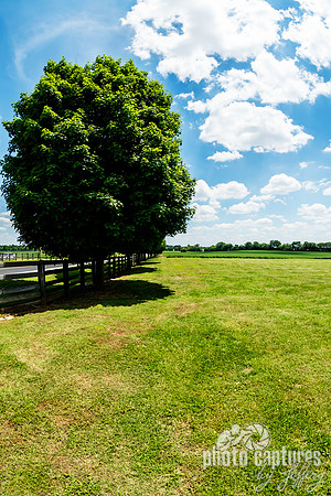 Sugar Maple Acer Saccharum South Union Shaker Village