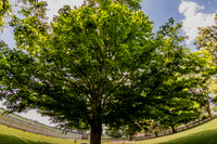 Sugar Maple South Union Shaker Village