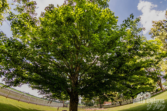 Sugar Maple South Union Shaker Village
