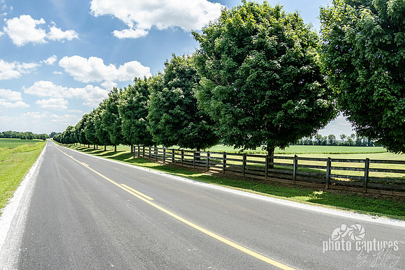 Treelined Fence Row Auburn KY Landscape