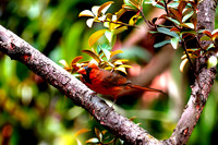 Northern Cardinal (Cardinalis cardinalis) changed the background
