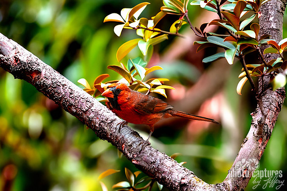 Northern Cardinal (Cardinalis cardinalis) changed the background