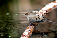Artistic blending of Background with Mourning Dove