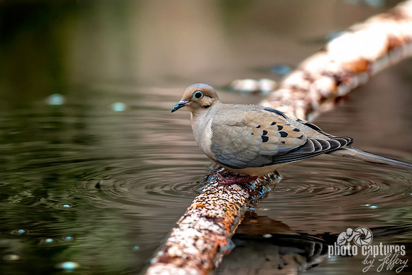 Artistic blending of Background with Mourning Dove