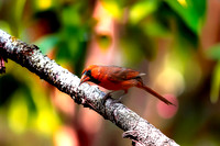 Artistic Blending Northern Cardinal (Cardinalis cardinalis)