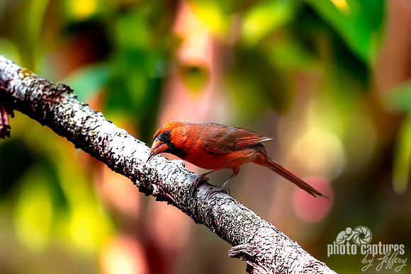 Artistic Blending Northern Cardinal (Cardinalis cardinalis)