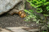 Eastern chipmunk Tamias striatus Snacking