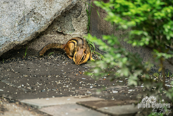 Eastern chipmunk Tamias striatus Snacking