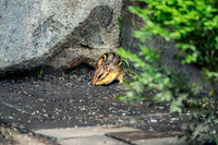Eastern chipmunk Tamias striatus Snacking Bird Seed