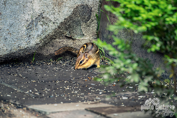 Eastern chipmunk Tamias striatus Snacking Bird Seed