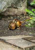 Eastern chipmunk Tamias striatus portrait