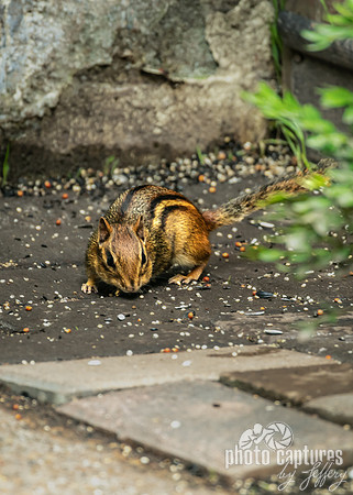 Eastern chipmunk Tamias striatus portrait