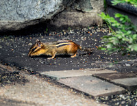 Eastern chipmunk Tamias striatus