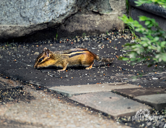 Eastern chipmunk Tamias striatus