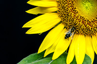 Center Sunflower In Right Upper Corner Honeybee