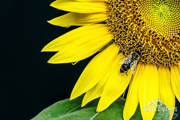 Center Sunflower In Right Upper Corner Honeybee