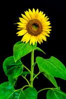Portrait Sunflower Green Leaves Honeybee