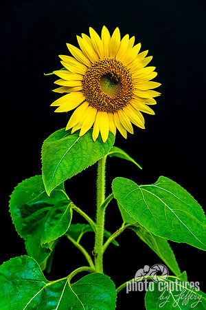 Portrait Sunflower Green Leaves Honeybee