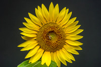 Bee-yond Excited Honeybee Sunflower