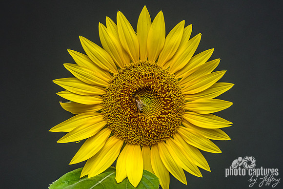 Bee-yond Excited Honeybee Sunflower