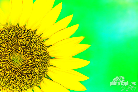Bright Sunflower Green Blue Background