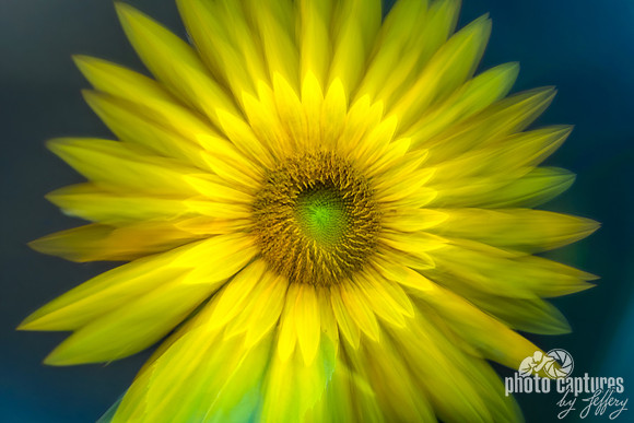 Closer View Sunflower Zoom Technique Blended Background