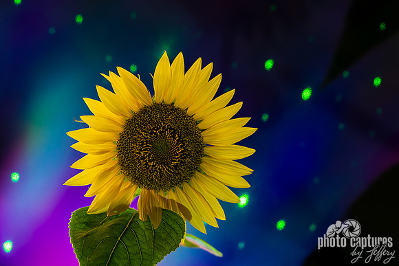 Golden Yellow Rays Sunflower on Stage