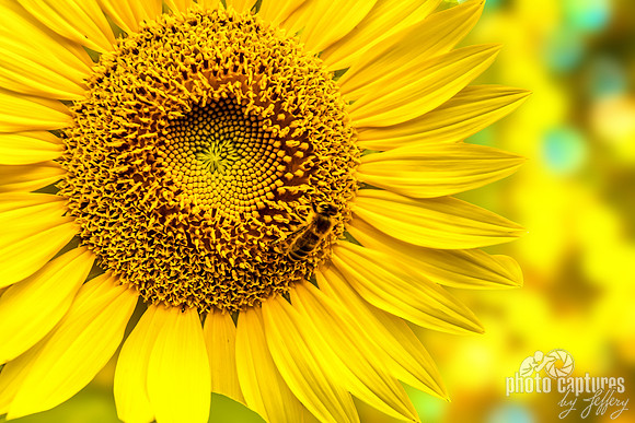 Golden Yellow Sunflower Honey Bee Soft Background