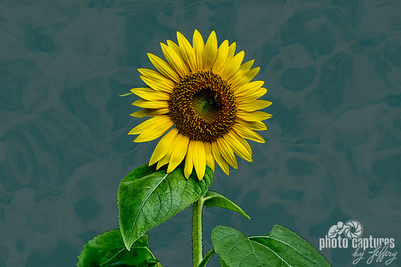Golden Yellow Sunflower With Honeybee Pattern Background