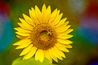 Honey Bee on Sunflower Radiant Colorful Background