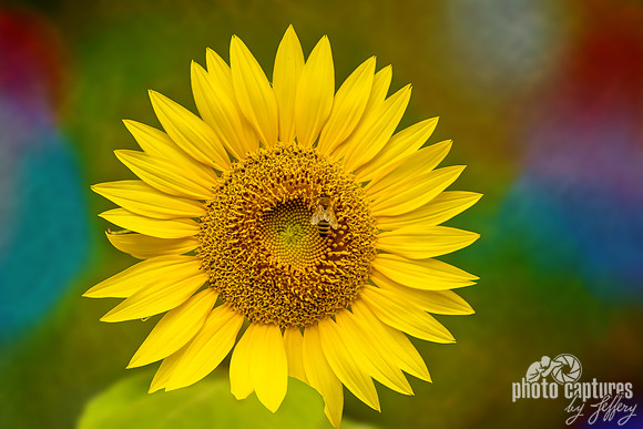 Honey Bee on Sunflower Radiant Colorful Background