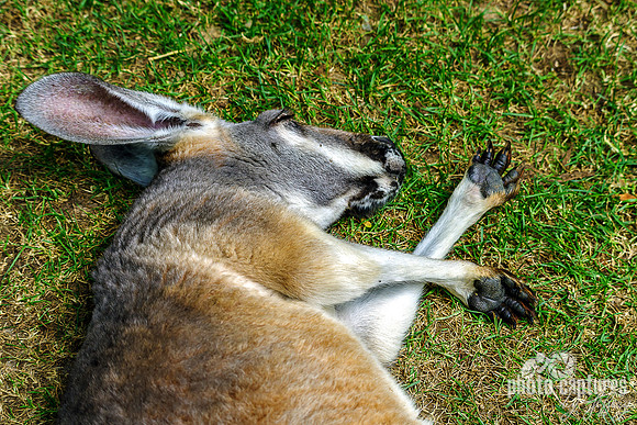 Adorable Red Kangaroo Fast Asleep Resting Paws