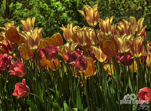 Night Glow Tulips