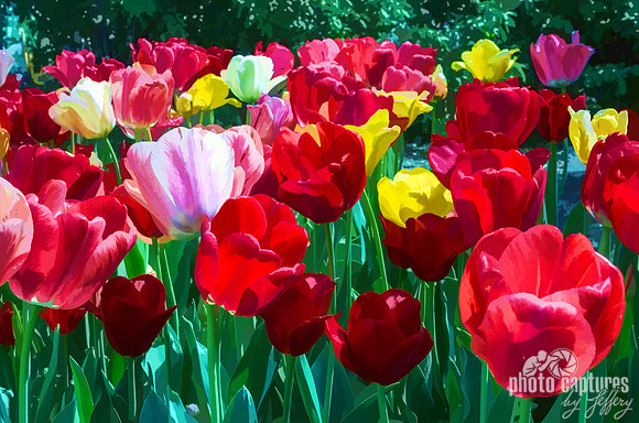 A Field of Watercolor Tulips