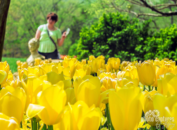 Yellow Tulips With Visitor