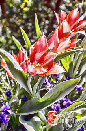 Beauties at Cheekwood Botanical Garden