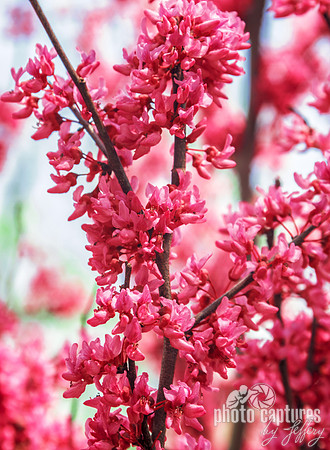 Cherry Blossom Tree at Cheekwood