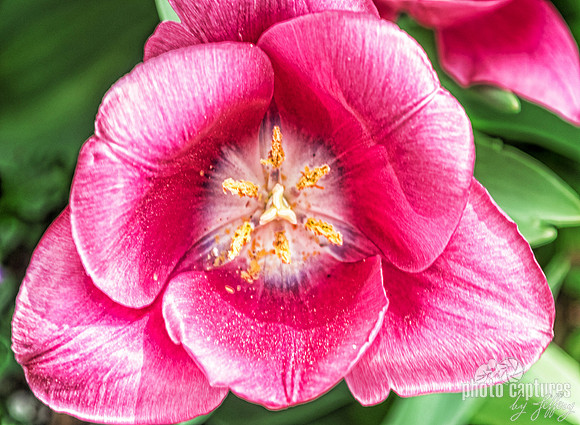 Close Up View of Passion Red Tulip