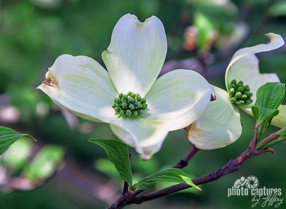 Dogwood Blooms at Cheekwood Botanical Garden