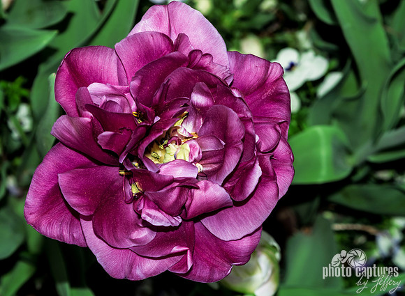 Double Tulip