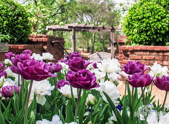 Double Tulips With Bench In Background