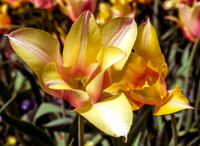 Dusty Gold Tulips