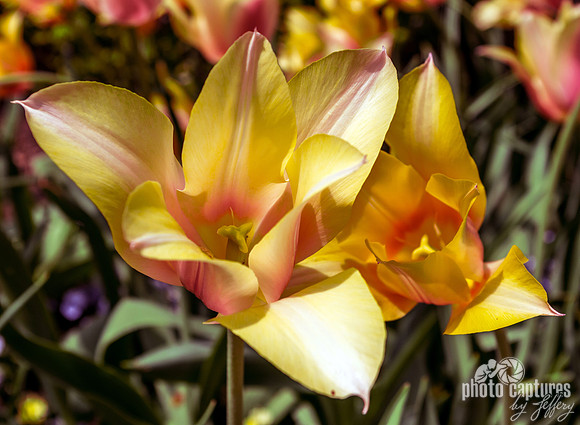 Dusty Gold Tulips