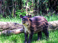 Red Panda and Baird's Tapir