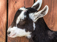 Farm Animals