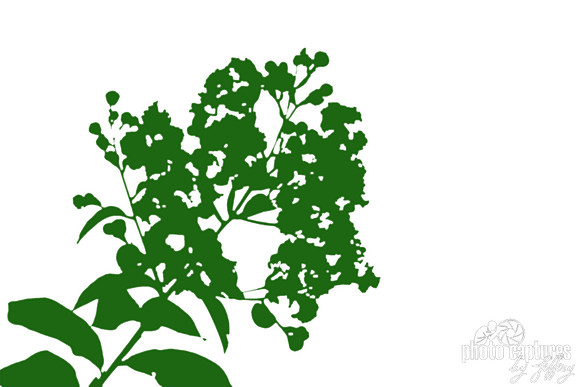 Green plant Crape Myrtle White Background