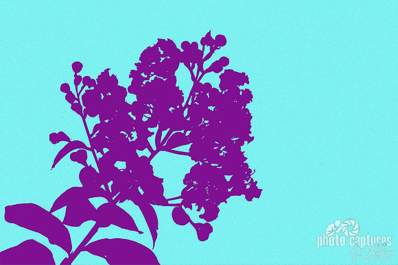 Purple Crape Myrtle light blue background