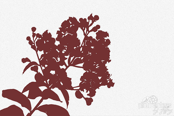 Maroon-colored Silhouette Crape Myrtle White Textured Background