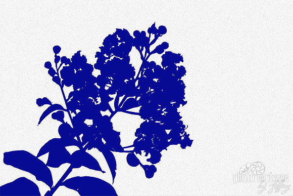 Blue Crape Myrtle White Textured Background